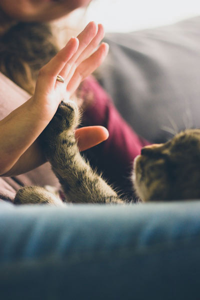 cat paw touches human hand