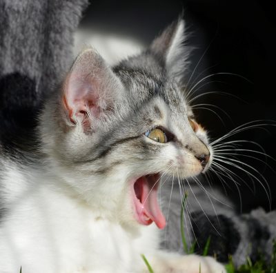 cat screaming