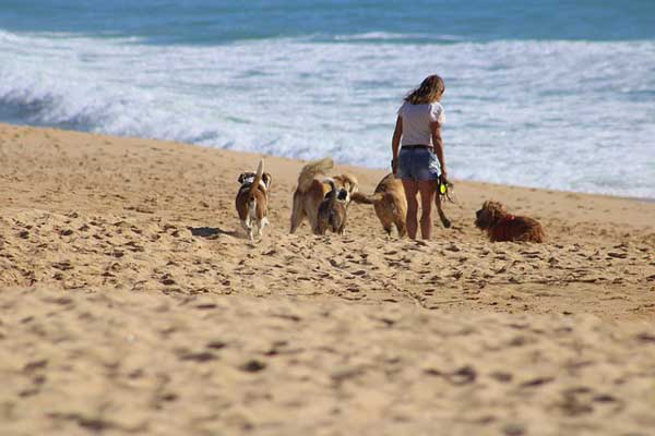 girl walking pet dogs on beach